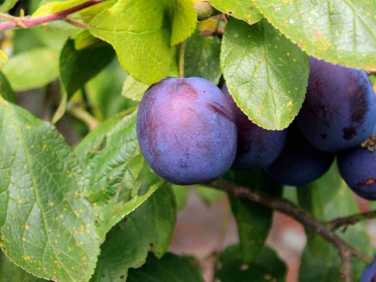 damson plum