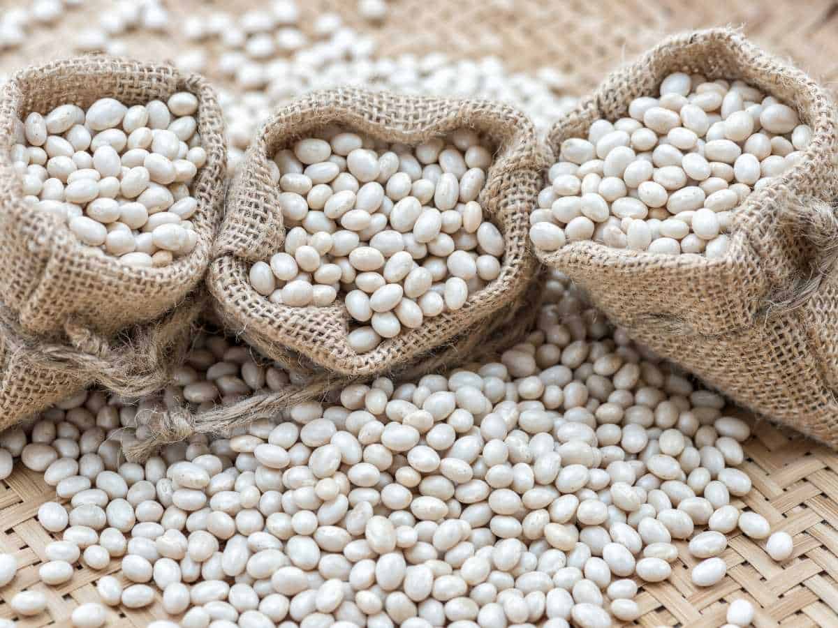 haricot beans