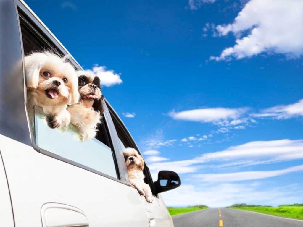 family road trip with dogs looking out car window