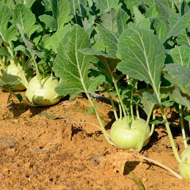 kohlrabi food that starts with k