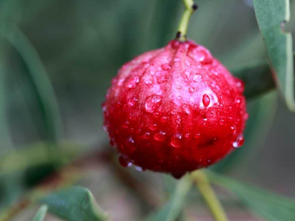 desert quandong