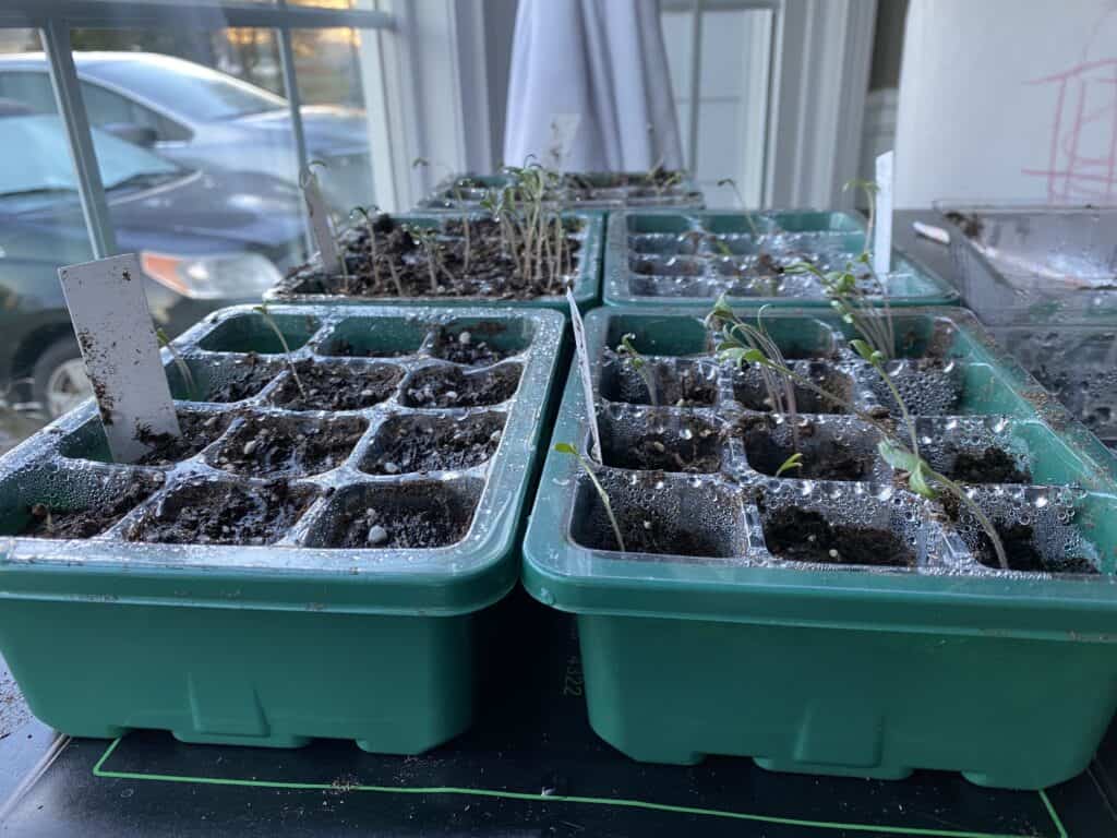 indoor seedlings garden