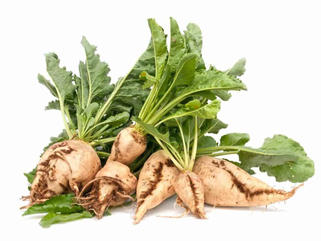 sugar beets