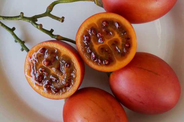 tamarillo