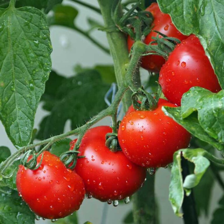 tomatoes food that starts with t