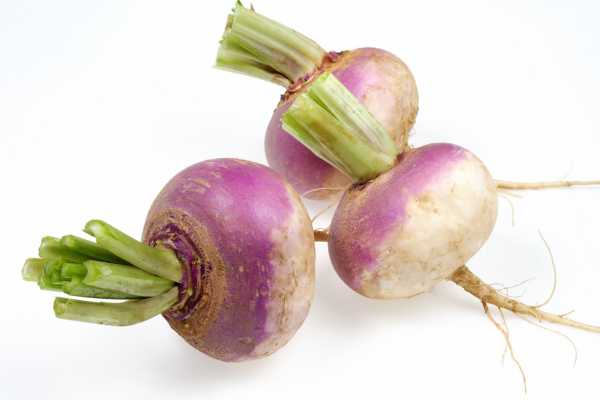 turnip